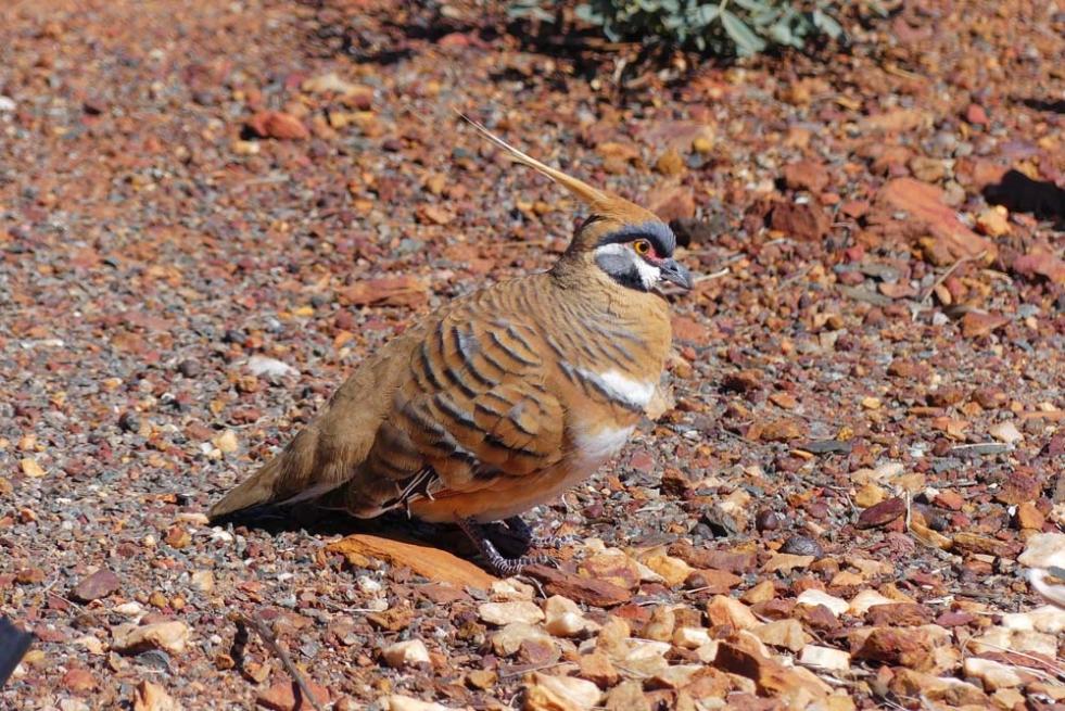 Click image for larger version

Name:	zTop Knot Pigeon (3).jpg
Views:	56
Size:	152.3 KB
ID:	487684