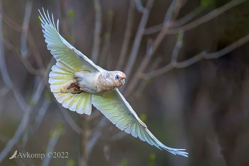 Click image for larger version

Name:	corella 8189.jpg
Views:	60
Size:	173.7 KB
ID:	493995