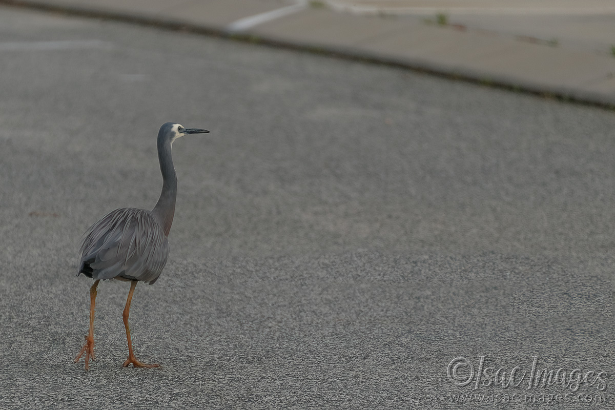 Click image for larger version  Name:	7215-White_Faced_Heron.jpg Views:	14 Size:	294.6 KB ID:	494011