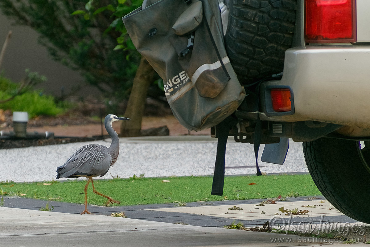 Click image for larger version  Name:	7222-White_Faced_Heron.jpg Views:	14 Size:	296.3 KB ID:	494012