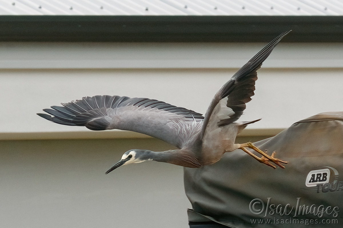 Click image for larger version  Name:	7277-White_Faced_Heron.jpg Views:	15 Size:	297.8 KB ID:	494013