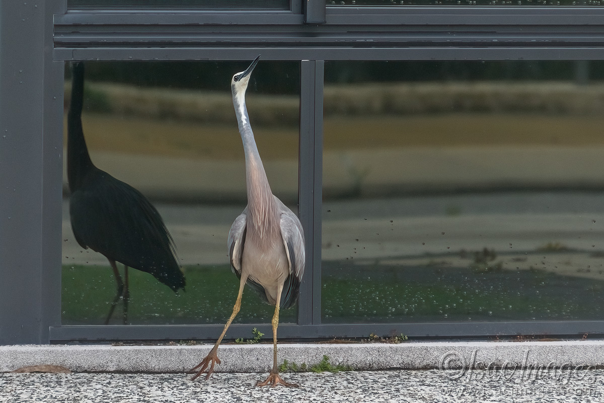 Click image for larger version  Name:	7286-White_Faced_Heron.jpg Views:	15 Size:	293.1 KB ID:	494014