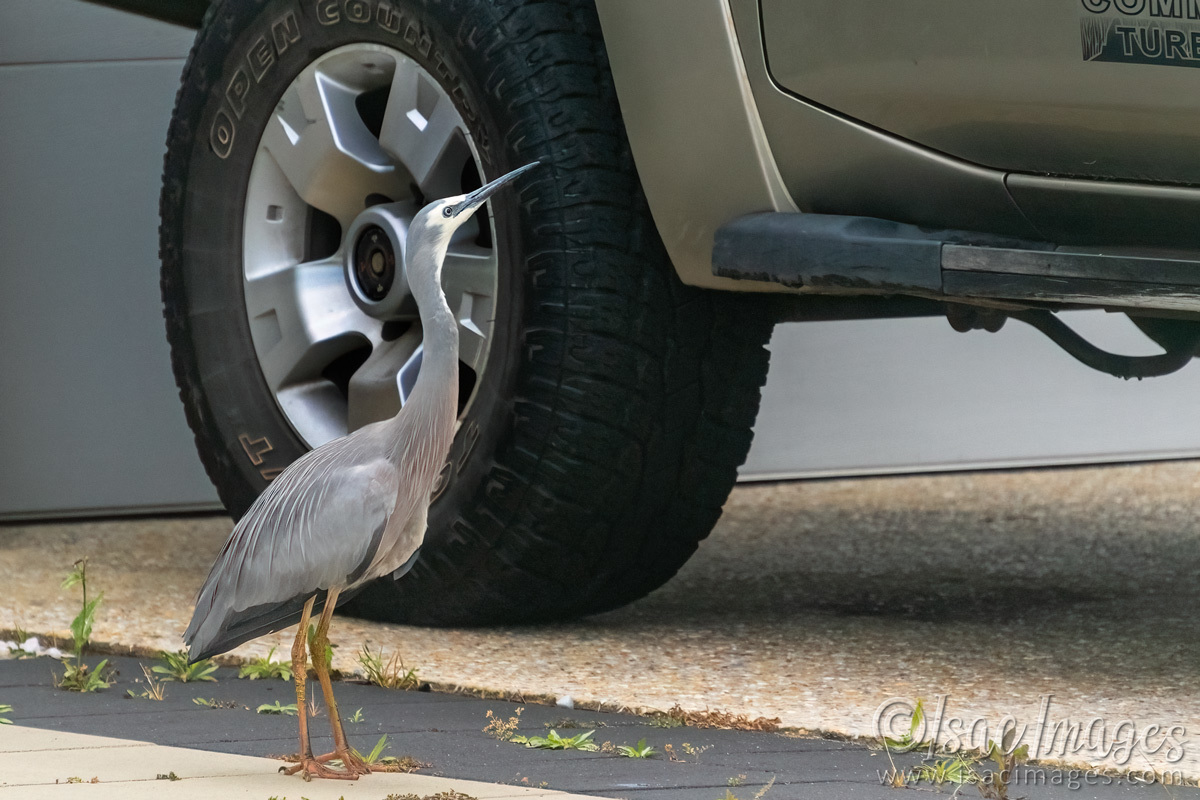 Click image for larger version  Name:	7255-White_Faced_Heron.jpg Views:	14 Size:	300.2 KB ID:	494017