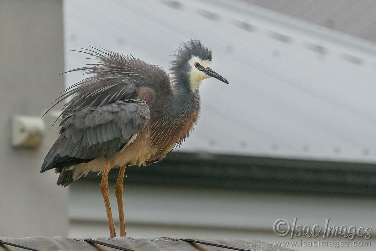 Click image for larger version

Name:	7290-White_Faced_Heron.jpg
Views:	45
Size:	296.2 KB
ID:	494043