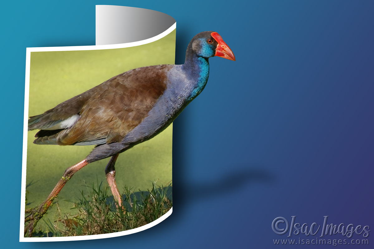 Click image for larger version

Name:	6519-Swamphen-OOB.jpg
Views:	79
Size:	289.1 KB
ID:	494120