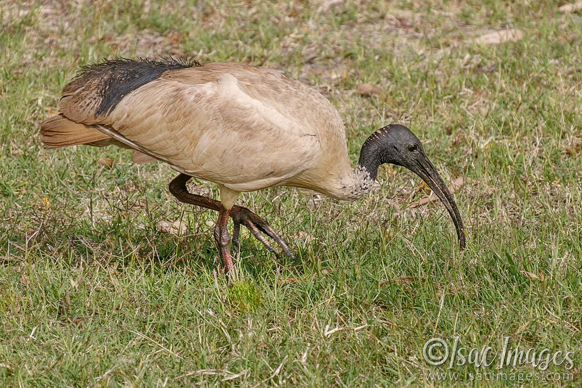 Click image for larger version

Name:	7314-White_Ibis.jpg
Views:	38
Size:	280.6 KB
ID:	494162