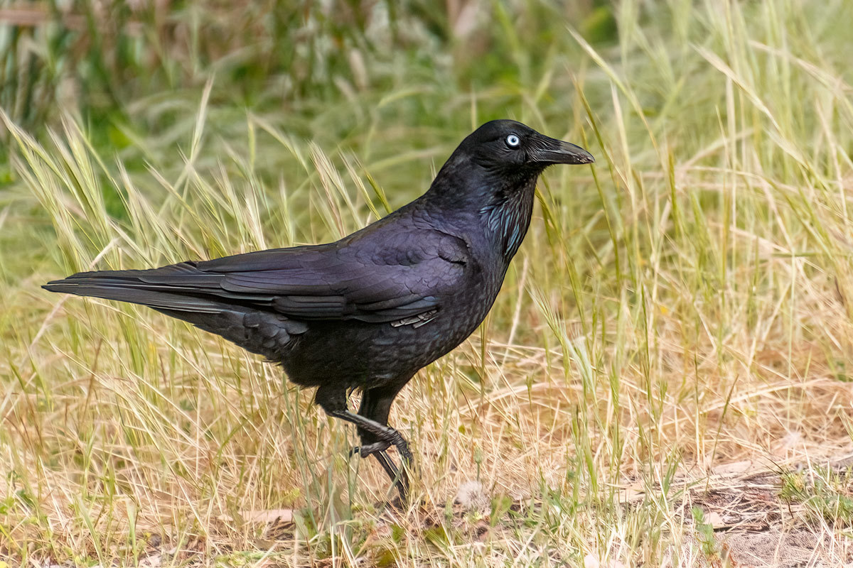 Click image for larger version

Name:	7388-Australian_Raven.jpg
Views:	29
Size:	297.9 KB
ID:	494163