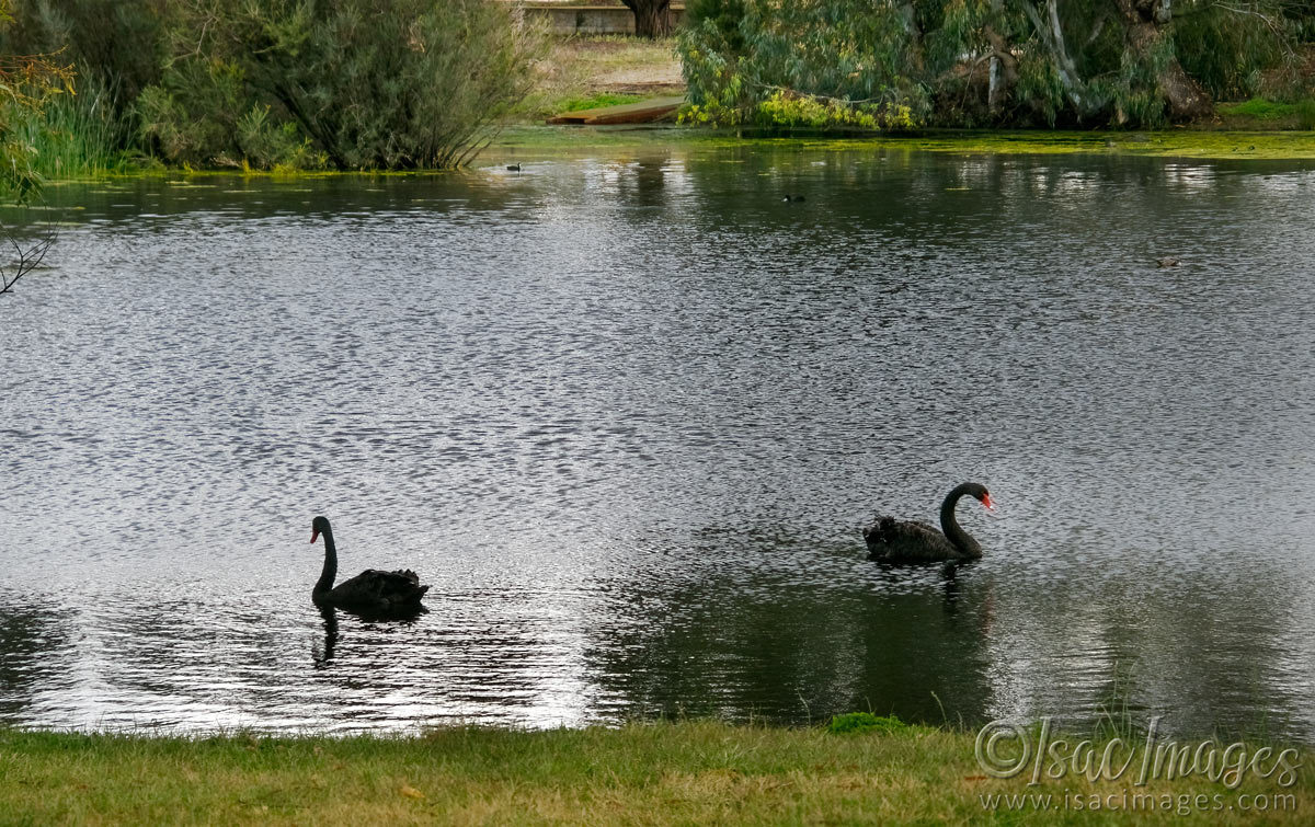 Click image for larger version

Name:	7423-Swans_on_Lake.jpg
Views:	26
Size:	291.9 KB
ID:	494169