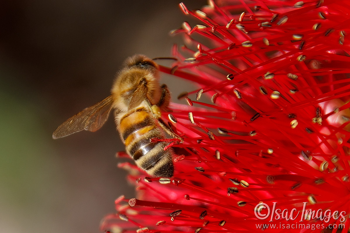 Click image for larger version

Name:	7376-Bee_in_Callistemon.jpg
Views:	64
Size:	312.1 KB
ID:	494171