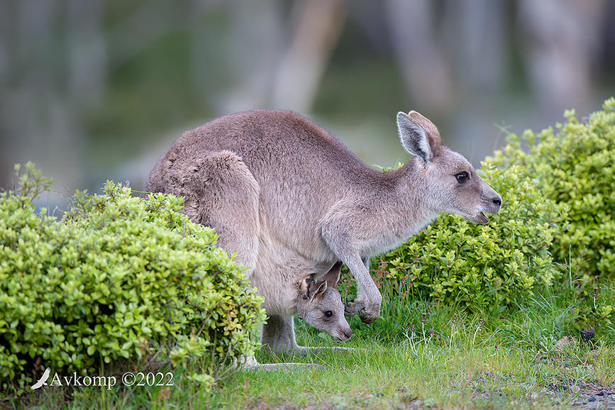 Click image for larger version

Name:	kangaroo 8209.jpg
Views:	46
Size:	175.1 KB
ID:	494231