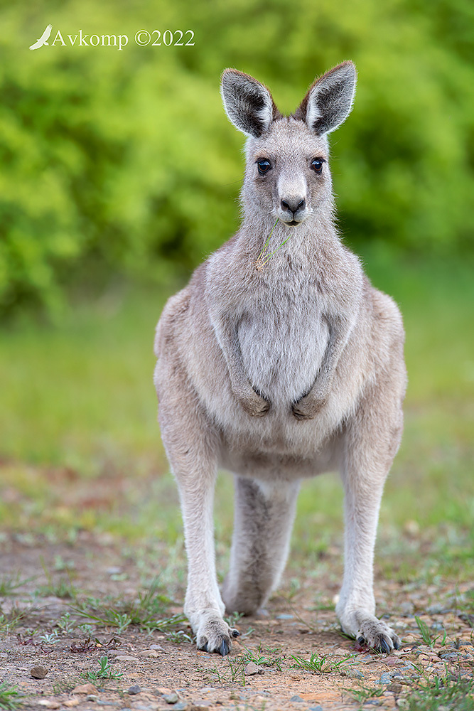 Click image for larger version

Name:	kangaroo 8207.jpg
Views:	53
Size:	310.9 KB
ID:	494232