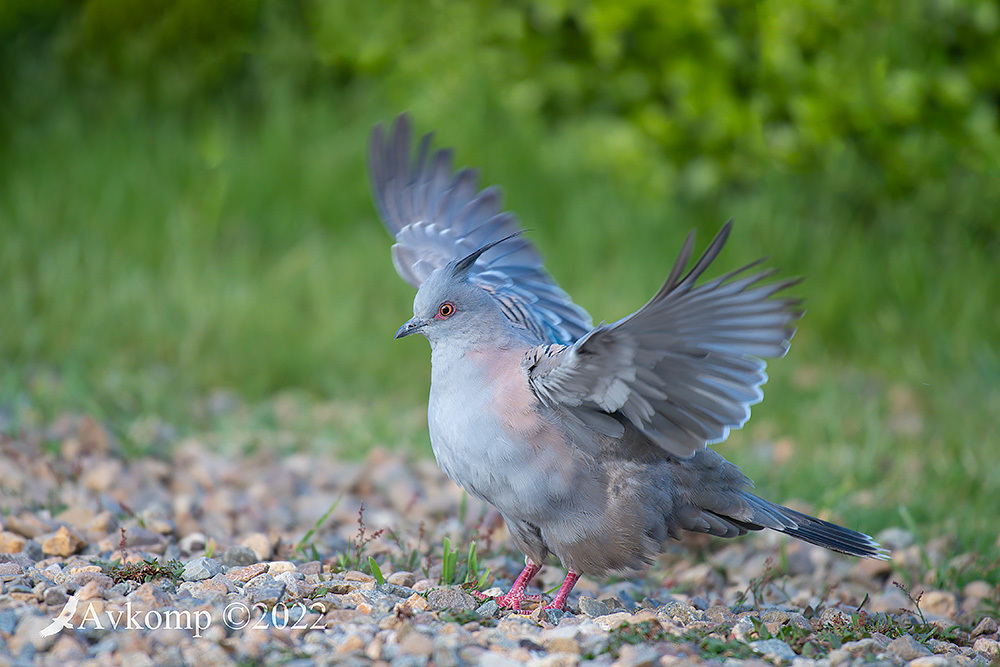 Click image for larger version

Name:	crested pigeon 8217.jpg
Views:	69
Size:	275.9 KB
ID:	494239