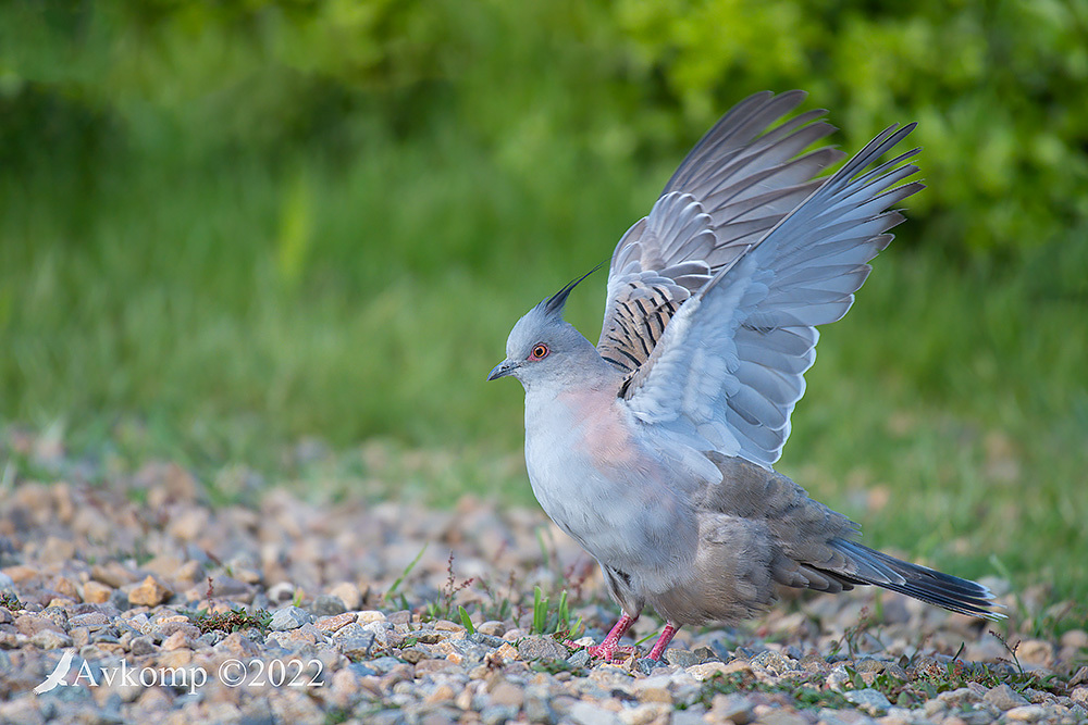 Click image for larger version

Name:	crested pigeon 8218.jpg
Views:	60
Size:	288.0 KB
ID:	494240