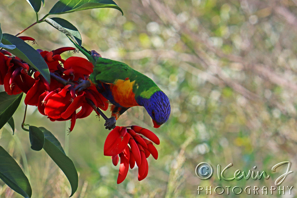 Click image for larger version

Name:	Lorikeet 112.jpg
Views:	52
Size:	156.7 KB
ID:	494263