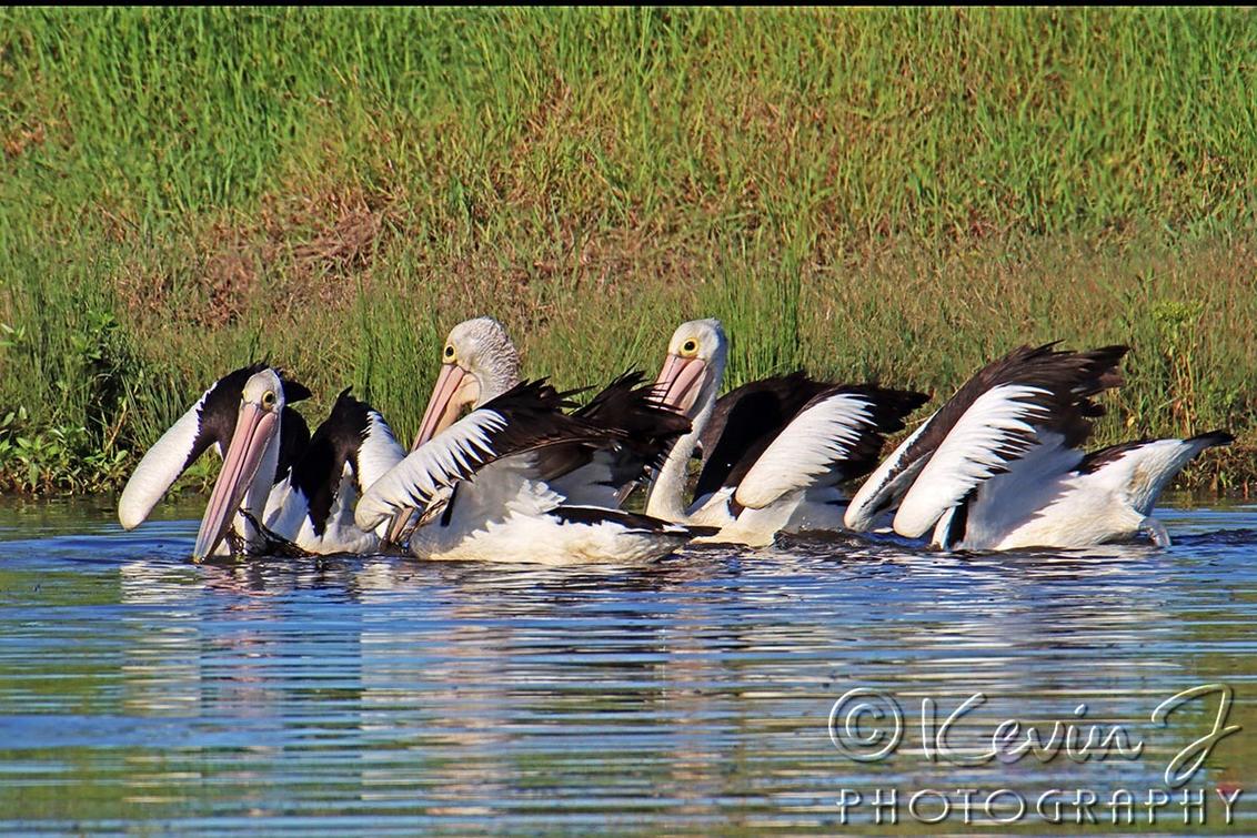 Click image for larger version

Name:	Pelicans 42.jpg
Views:	46
Size:	234.6 KB
ID:	494264