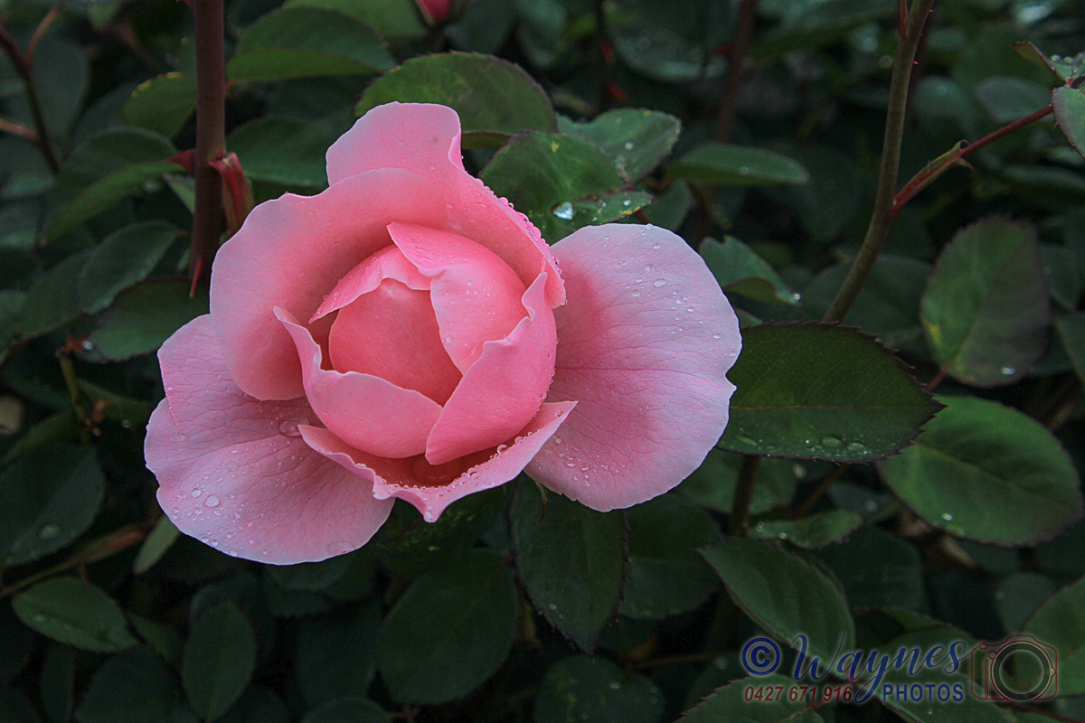 Click image for larger version

Name:	0124-Pink_Rose.jpg
Views:	65
Size:	310.8 KB
ID:	494307