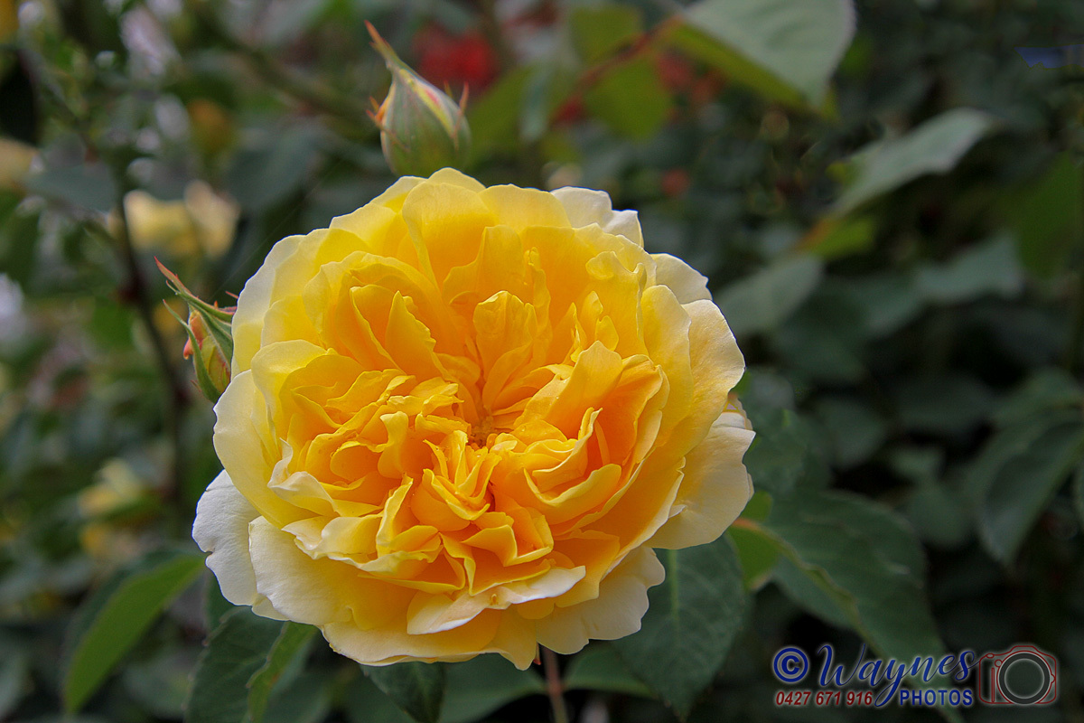 Click image for larger version

Name:	0139-Yellow_Rose.jpg
Views:	66
Size:	297.2 KB
ID:	494309