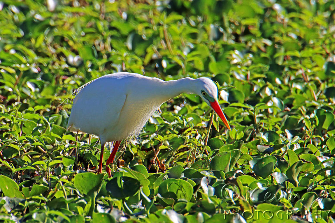 Click image for larger version

Name:	Egret 95.jpg
Views:	57
Size:	294.2 KB
ID:	494389