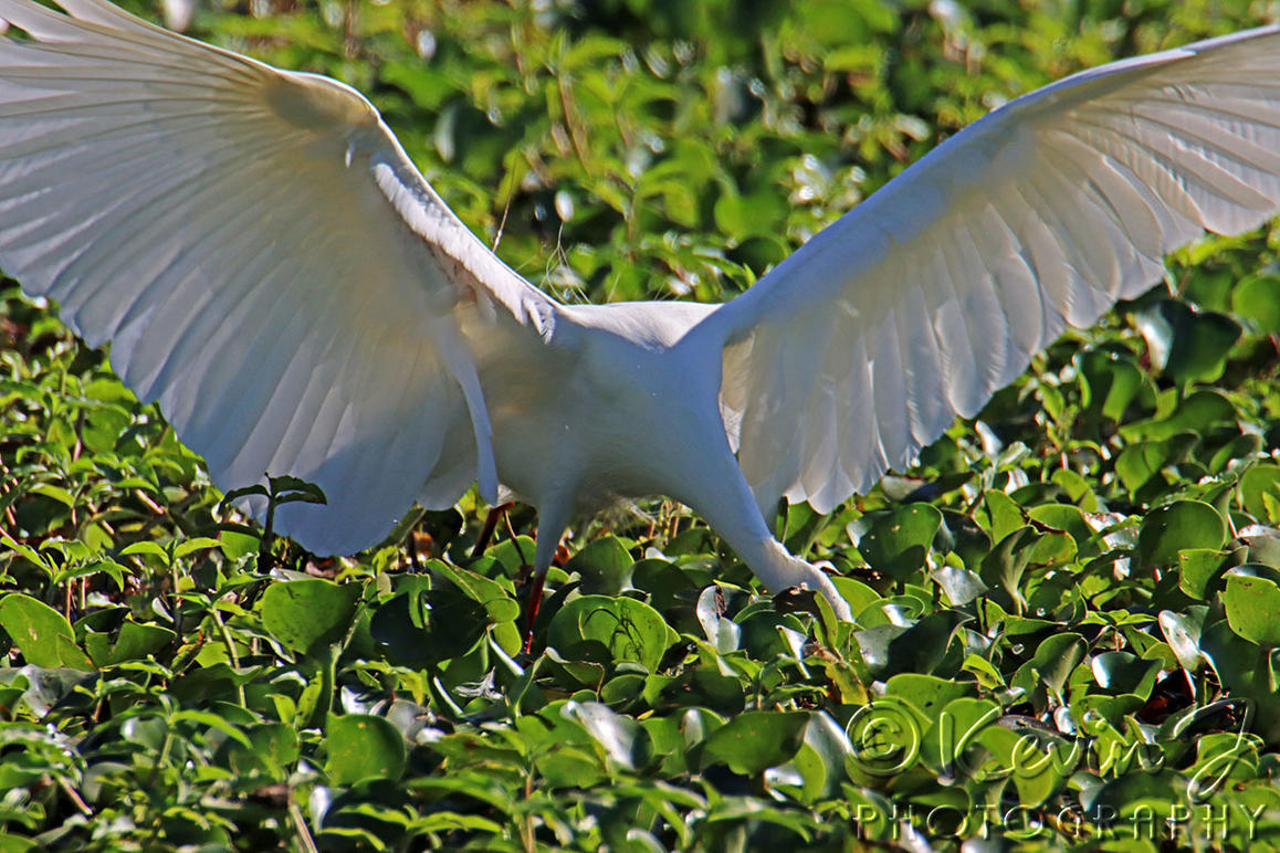 Click image for larger version

Name:	Egret 96.jpg
Views:	46
Size:	246.7 KB
ID:	494390