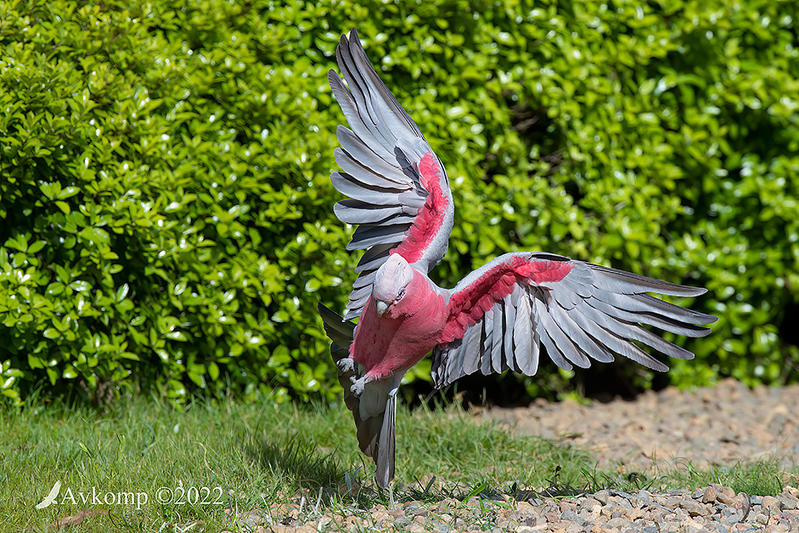 Click image for larger version

Name:	galah 8248.jpg
Views:	61
Size:	191.9 KB
ID:	494431