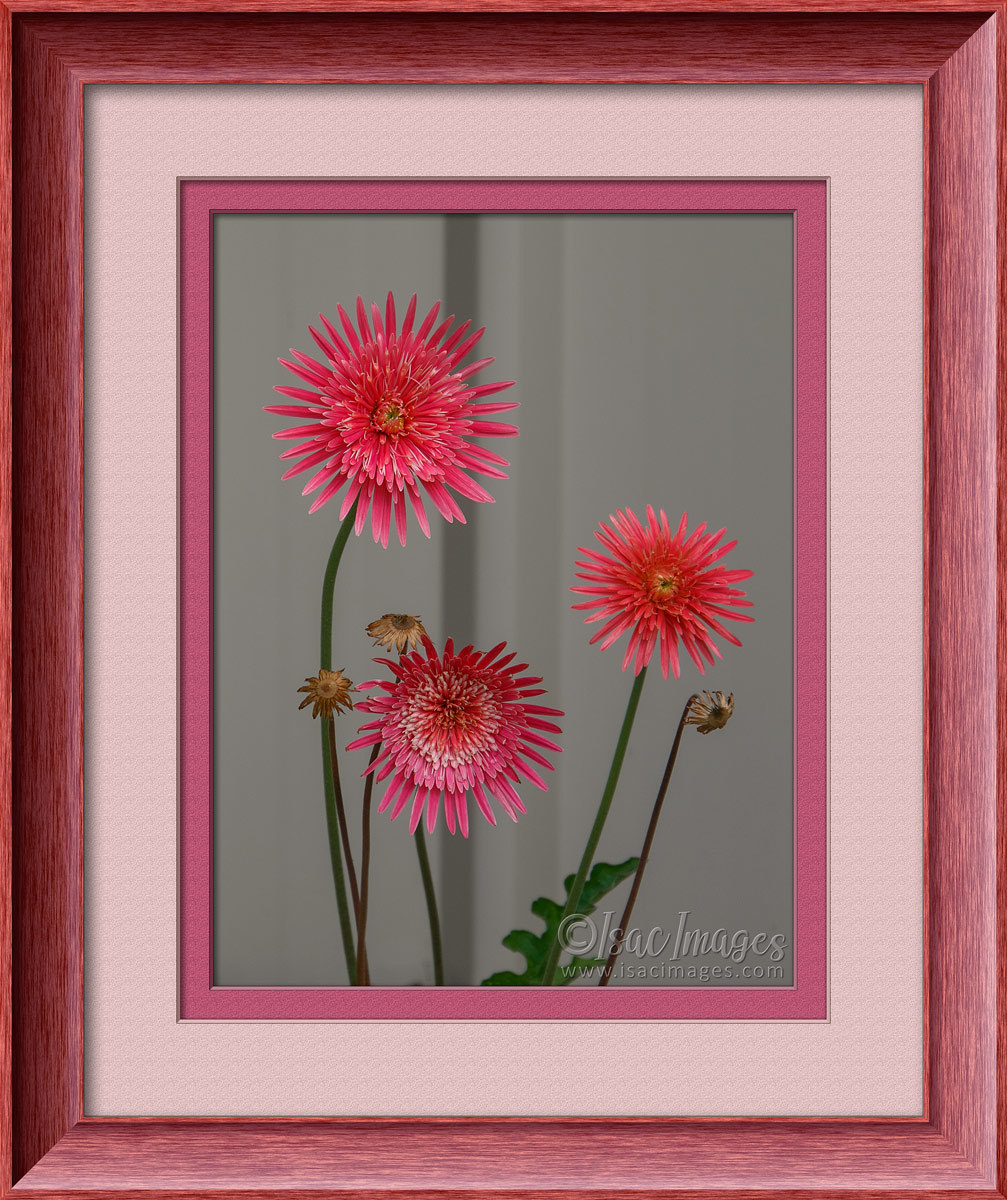 Click image for larger version  Name:	7419-Gerberas_FRAMED.jpg Views:	0 Size:	301.2 KB ID:	494512