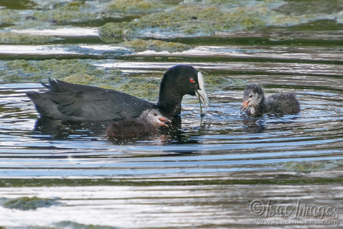 Click image for larger version

Name:	7602-Coot_Feeding.jpg
Views:	66
Size:	295.8 KB
ID:	494515