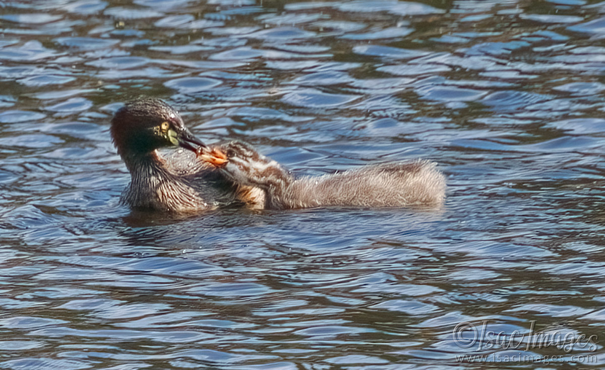 Click image for larger version

Name:	7462-Grebe_Feeding.jpg
Views:	64
Size:	307.6 KB
ID:	494516