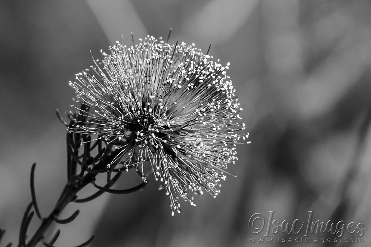 Click image for larger version

Name:	3324-Melaleuca_Parviceps-BW.jpg
Views:	163
Size:	444.7 KB
ID:	481411