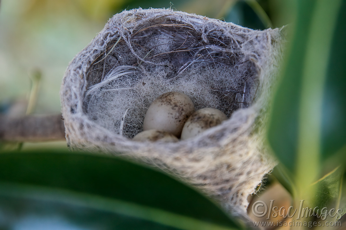 Click image for larger version

Name:	7634-Willie_Nest_Eggs.jpg
Views:	61
Size:	302.3 KB
ID:	494558