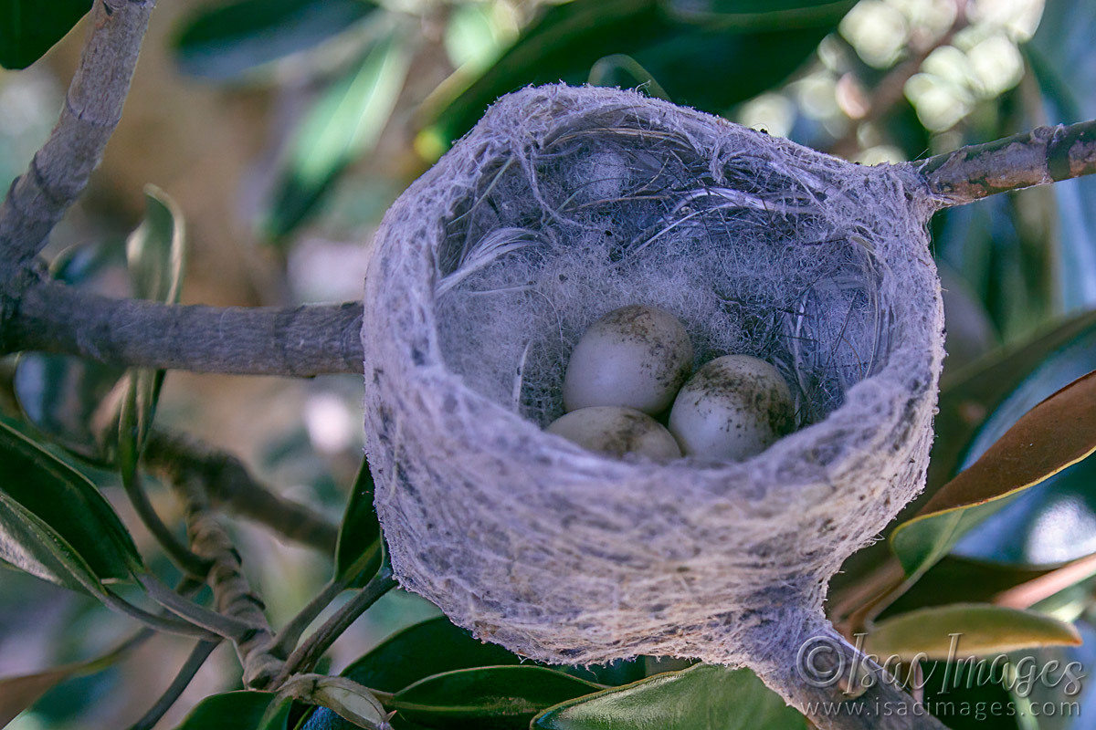 Click image for larger version

Name:	7631-Willie_Nest_Eggs.jpg
Views:	58
Size:	292.1 KB
ID:	494559