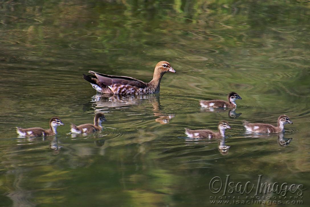 Click image for larger version

Name:	1486-Wood_Duck_Family.jpg
Views:	55
Size:	102.0 KB
ID:	480525