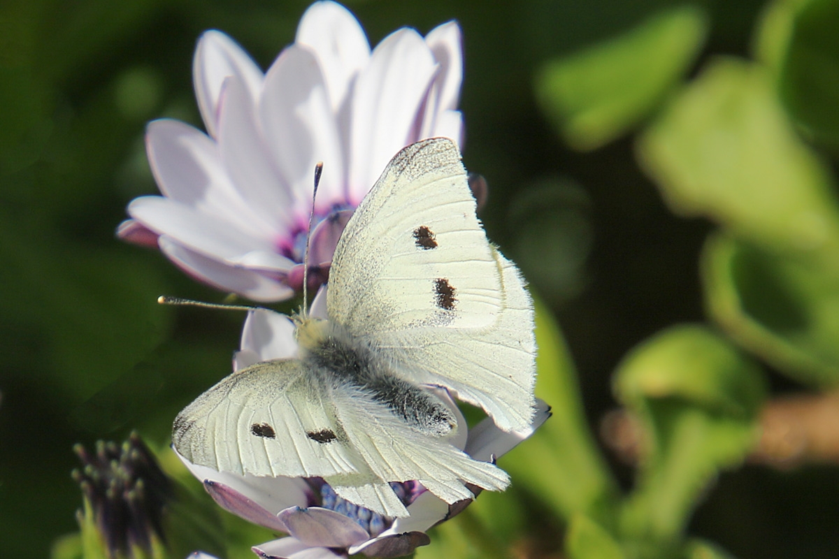 Click image for larger version  Name:	0671-Cabbage_Moth.jpg Views:	0 Size:	480.2 KB ID:	480539