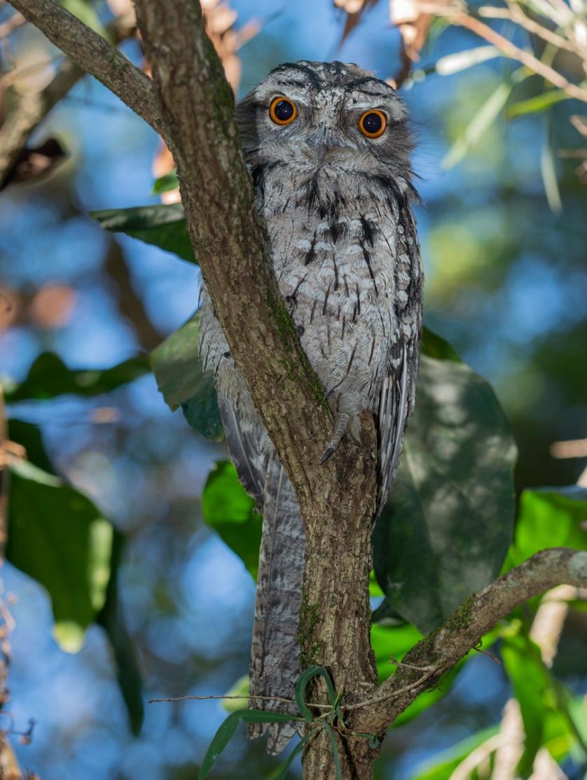 Click image for larger version

Name:	20211203_Frogmouths_0006.jpg
Views:	114
Size:	118.0 KB
ID:	482026