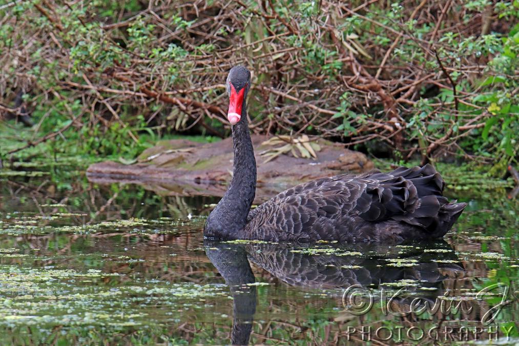 Click image for larger version

Name:	Black Swan 1.jpg
Views:	44
Size:	157.2 KB
ID:	483272