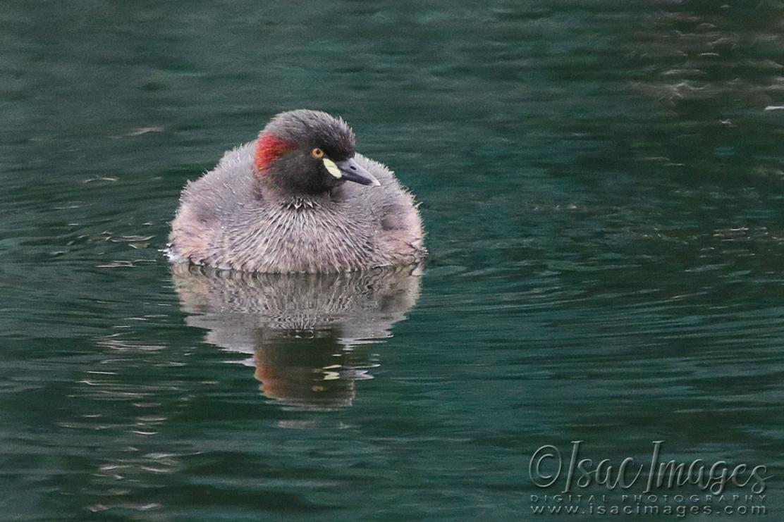 Click image for larger version

Name:	0702-Australasian_Grebe.jpg
Views:	66
Size:	105.9 KB
ID:	480537