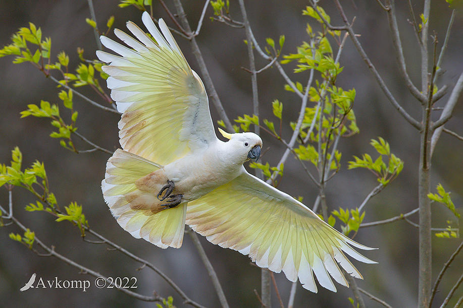 Click image for larger version

Name:	cockatoo 8363.jpg
Views:	49
Size:	133.5 KB
ID:	494626