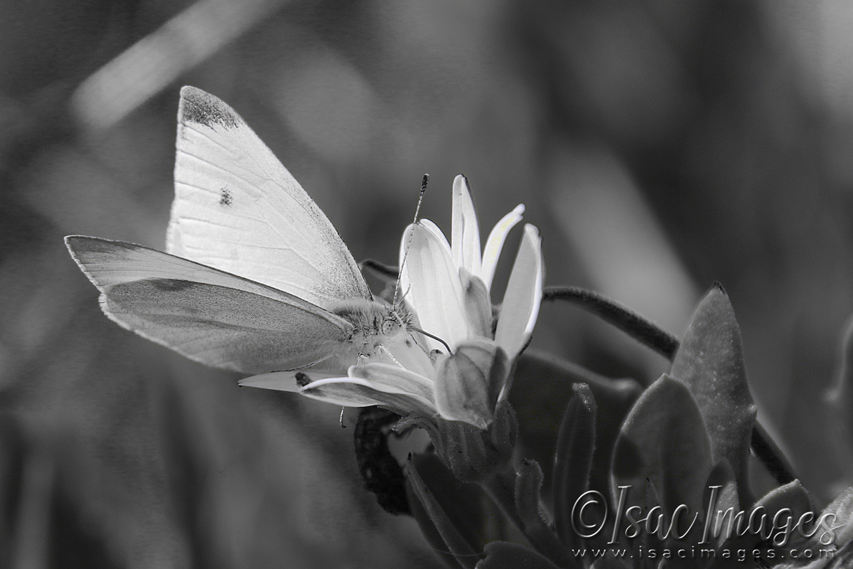 Click image for larger version

Name:	3443-Cabbage_Moth_BW.jpg
Views:	122
Size:	452.1 KB
ID:	481410