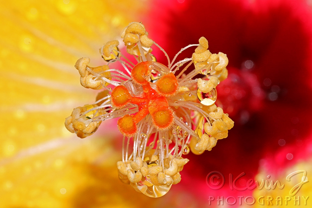 Click image for larger version

Name:	Hibiscus Close Up.jpg
Views:	95
Size:	365.1 KB
ID:	473312