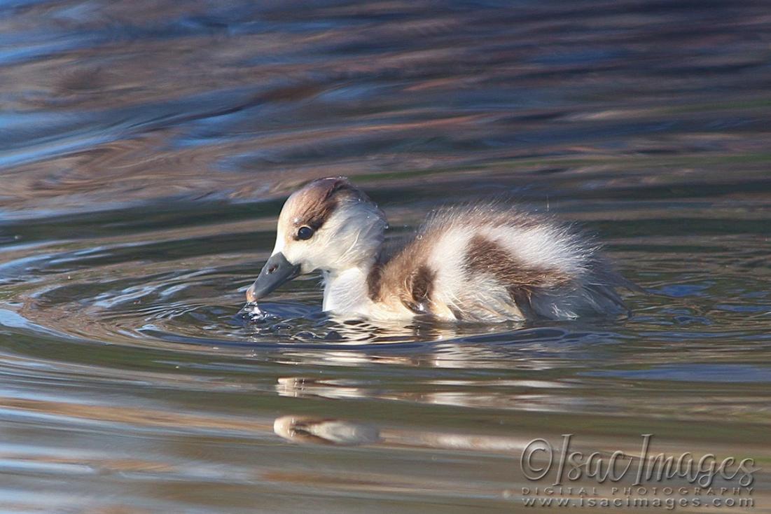 Click image for larger version

Name:	7538-Shelduck_Duckling.jpg
Views:	77
Size:	100.2 KB
ID:	480500