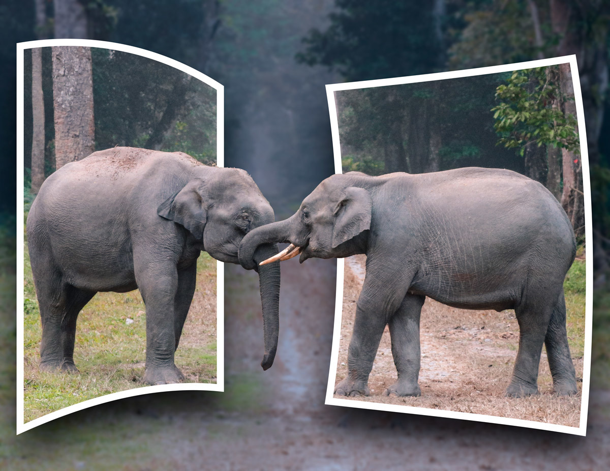 Click image for larger version

Name:	OOB-Elephants.jpg
Views:	43
Size:	300.9 KB
ID:	494704