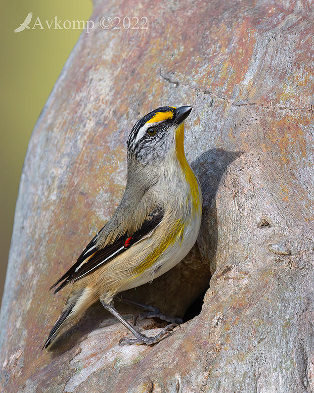 Click image for larger version

Name:	striated pardalote 9428.jpg
Views:	67
Size:	185.0 KB
ID:	494722