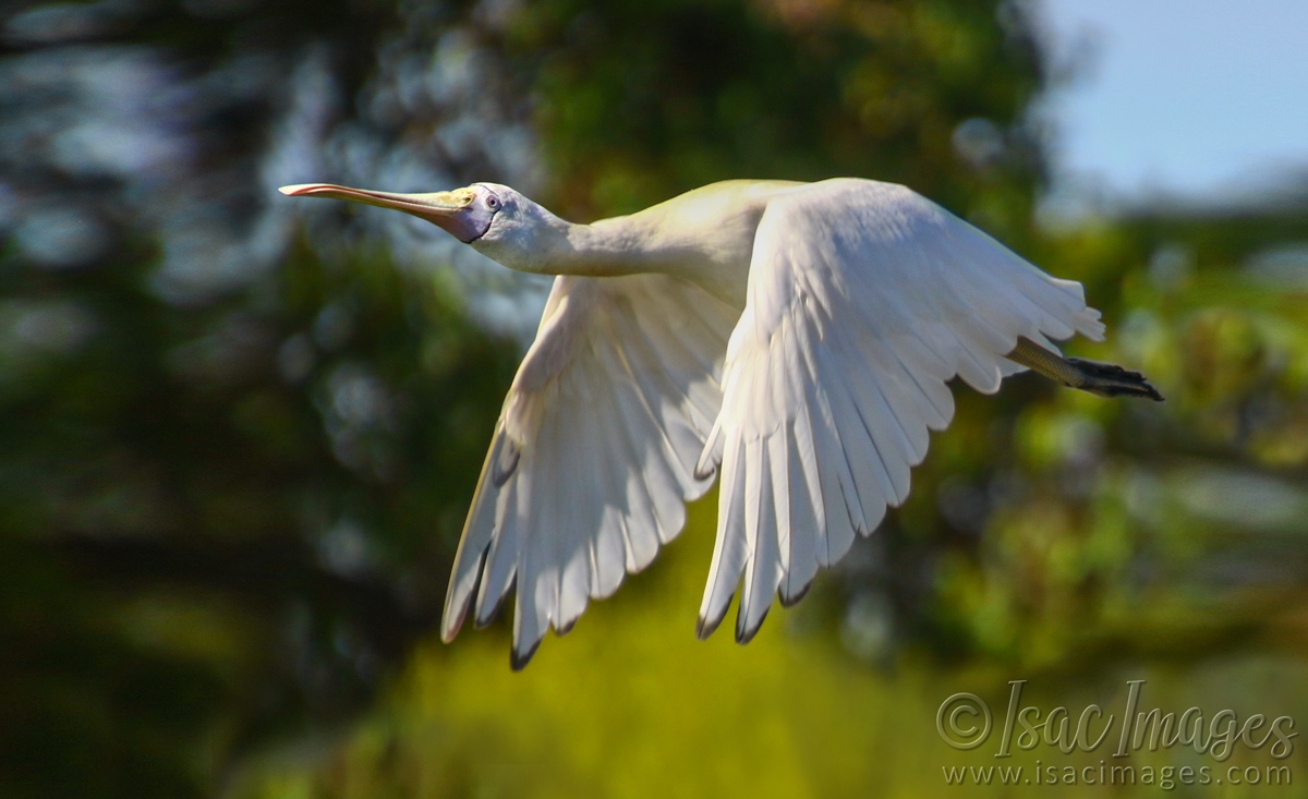 Click image for larger version

Name:	6501-Spoonbill.jpg
Views:	88
Size:	416.5 KB
ID:	486353