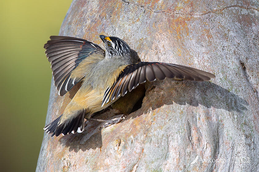 Click image for larger version

Name:	striated pardalote 8430.jpg
Views:	37
Size:	176.8 KB
ID:	494799