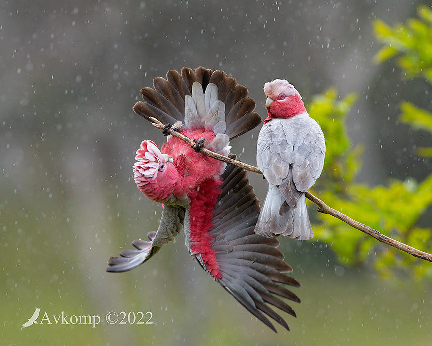 Click image for larger version  Name:	galah8458.jpg Views:	0 Size:	121.0 KB ID:	494801