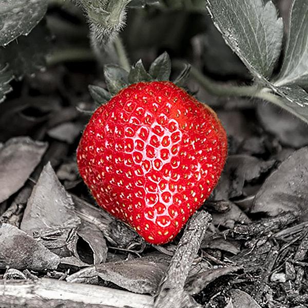 Click image for larger version

Name:	Strawberry (Square).jpg
Views:	160
Size:	139.9 KB
ID:	482770