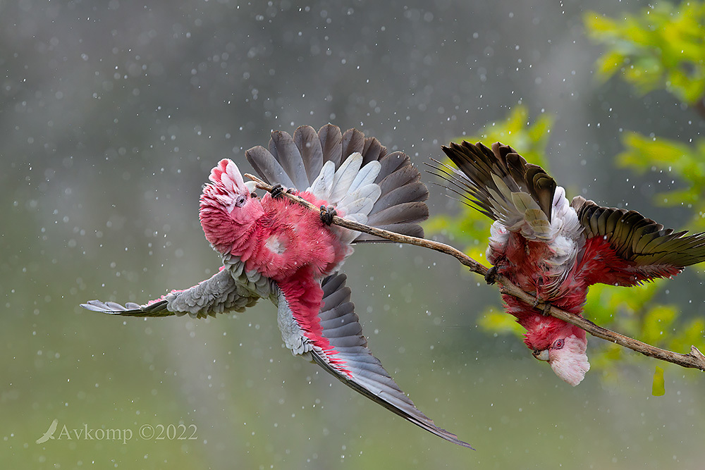 Click image for larger version

Name:	galah8469.jpg
Views:	64
Size:	250.6 KB
ID:	494803