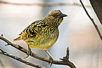 Click image for larger version

Name:	DSC2731 Western Bowerbird3.jpg
Views:	462
Size:	271.7 KB
ID:	441645