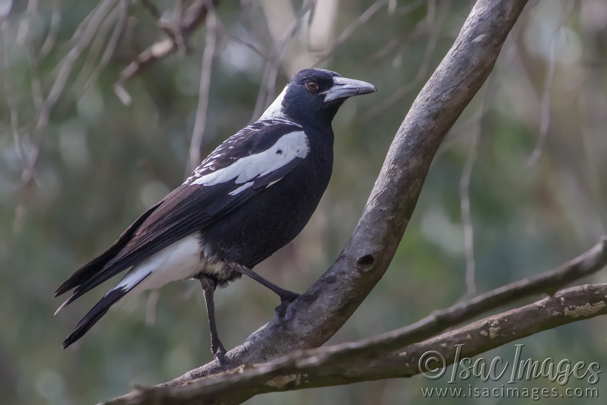 Click image for larger version

Name:	9201-Australian_Magpie.jpg
Views:	67
Size:	468.8 KB
ID:	486321