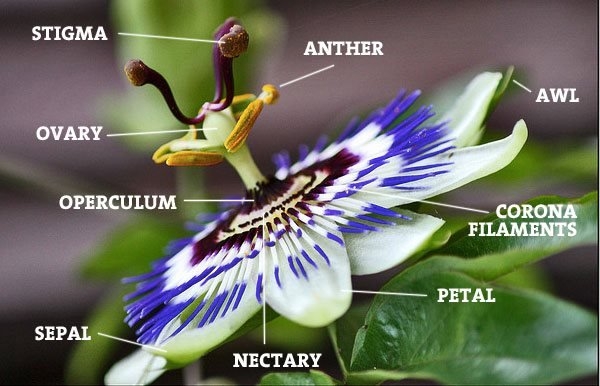 Click image for larger version  Name:	Passionfruit_Flower_Parts.jpg Views:	0 Size:	137.5 KB ID:	481721