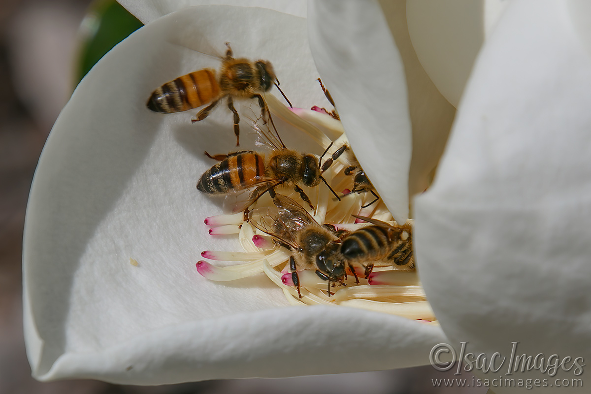 Click image for larger version

Name:	7647-Bees_In_Magnolia.jpg
Views:	49
Size:	279.9 KB
ID:	494857